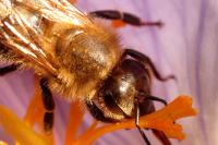Colletes
