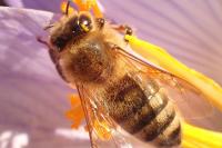 Colletes