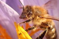 Colletes
