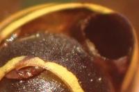 Polistes dominula