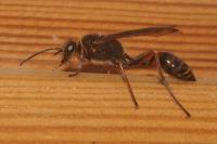 Sceliphron curvatum