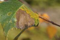 Heterarthrus nemoratus