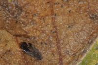 Heterarthrus nemoratus