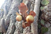 Cynips quercusfolii