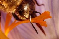 Colletes