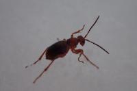 Biorhiza pallida
