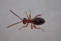 Biorhiza pallida