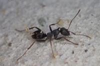 Formica fusca