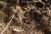Formica pratensis
