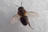 Apis mellifera