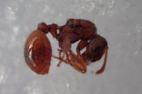 Myrmica ruginodis