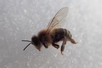 Apis mellifera