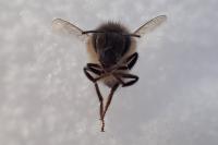 Apis mellifera