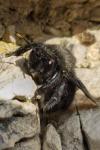 Xylocopa violacea