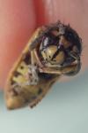 Vespula vulgaris