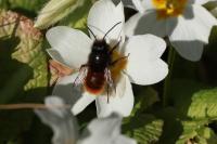 Osmia cornuta