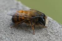 Osmia bicornis