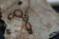 Pediaspis aceris