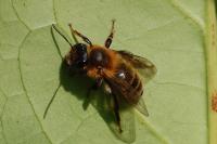 Andrena