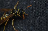 Polistes dominula