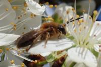 Andrena haemorrhoa