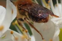 Andrena haemorrhoa