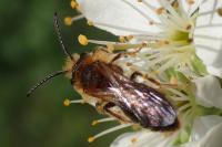 Andrena haemorrhoa