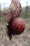 Cynips quercusfolii