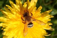 Andrena gravida