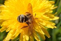 Andrena gravida