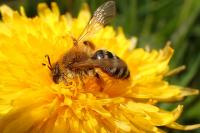 Andrena gravida
