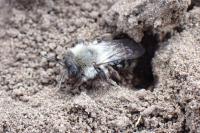 Andrena vaga