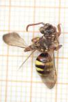 Nomada