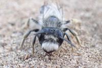 Andrena vaga
