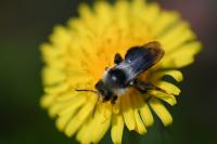 Andrena cineraria
