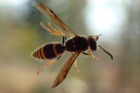 Ancistrocerus