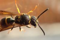 Ancistrocerus