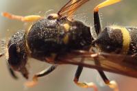 Ancistrocerus