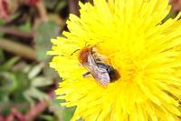Andrena haemorrhoa