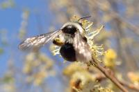 Andrena cineraria