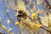 Andrena cineraria