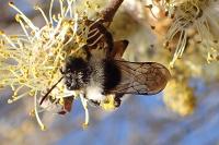 Andrena cineraria