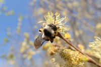 Andrena cineraria