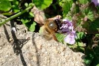 Anthophora plumipes