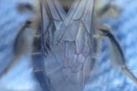 Colletes cunicularius