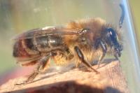Colletes cunicularius