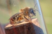 Colletes cunicularius
