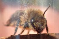 Colletes cunicularius