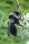 Andrena cineraria
