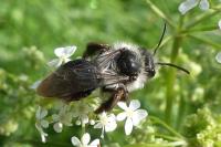 Andrena cineraria